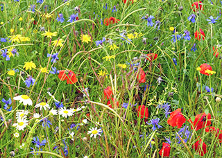 Unsere Herbst-Wildsaaten-Mischung mit rotem Klatschmohn, blauen Kornblumen, gelber Färberkamille u.v.m. bringt wieder bunte Vielfalt in die Fluren und lässt Ackerwildkräutern wie weißer Kamille und lilablauem Acker-Rittersporn u.a. Raum
Foto: Susanne Bosecker
