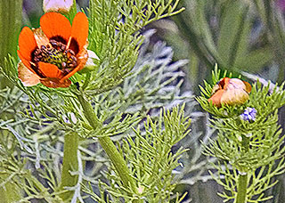 Sommer-Adonisröschen (Adonis aestivalis), RL Oberfranken und Bayern: gefährdet, RL Deutschland: stark gefährdet - Verbandscharakterart der Haftdolden-Adonisröschen-Gesellschaft, Foto: Susanne Bosecker