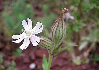 Nacht- oder Ackerlichtnelke (Silene noctiflora), RL Bayern: Vorwarnliste - Verbandscharakterart der Nachtlichtnelken-Gesellschaft