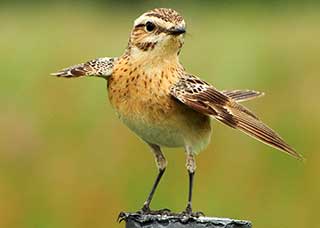 Braunkehlchen, Foto: Copyright: VDN/Siegfried A. Walter