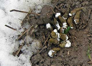 Genetische Analyse von Kotproben. Foto: Dr. André Maslo