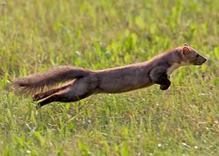 Steinmarder, Foto: Copyright: VDN/wiethold