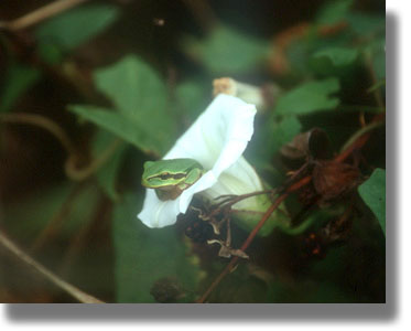 [--Laubfrosch--]