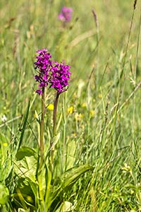 Orchideenreicher Borstgrasrasen: zum Vergrößern - hier klicken, Foto: Thomas Rebhan
