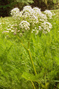 Bärwurz in voller Blüte, Foto: Christine Neubauer - zur Galerie - hier klicken...