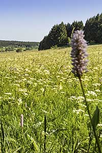 zum Vergrößern - hier klicken, Foto: Thomas Rebhan