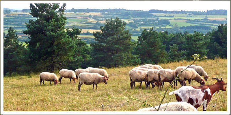 Eine Schafherde auf einer Magerrasen-Weideflche bei Marktrodach, Foto: Christine Neubauer