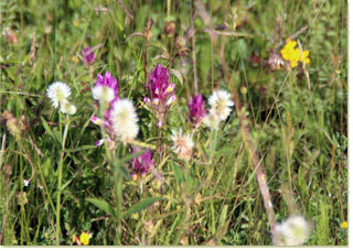 Pflanzenvielfalt auf Weideflchen, Foto: Christine Neubauer