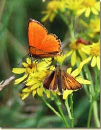 Der Dukatenfalter (Heodes virgaureae)