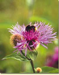 Die Perücken-Flockenblume (Centaurea pseudophrygia)