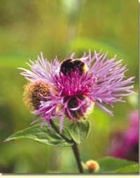 Die Percken-Flockenblume (Centaurea pseudophrygia)