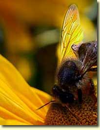 Biene auf Arnika