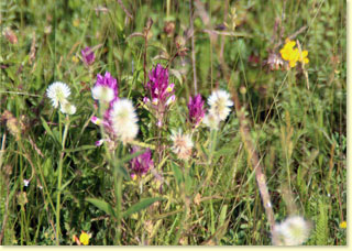 Pflanzenvielfalt auf Weideflchen, Foto: Christine Neubauer