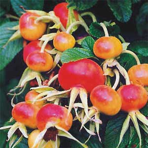 im Herbst erwartet uns ein grandioses Farbenspiel