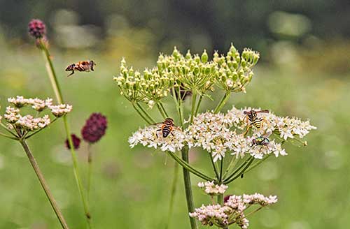 Wiesen – zukünftige Weiden