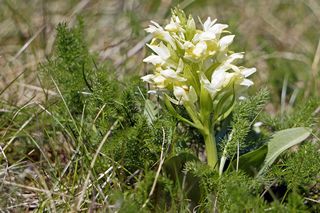 Das Holunder-Knabenkraut (dactylorhiza sambucina), eine Verantwortungsart in Deutschland, Foto: Christine Neubauer