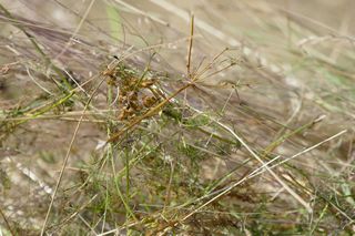 Bärwurzwiesenheu vor dem Drusch, Foto: Cordula Kelle-Dingel