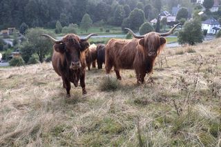 Schottische Hochlandrinder auf einer späten Sommerweide, Foto: Herbert Nickel