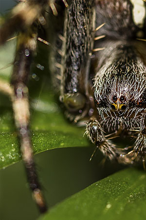 Kreuzspinne in Lauerstellung, Foto: Thomas Rebhan