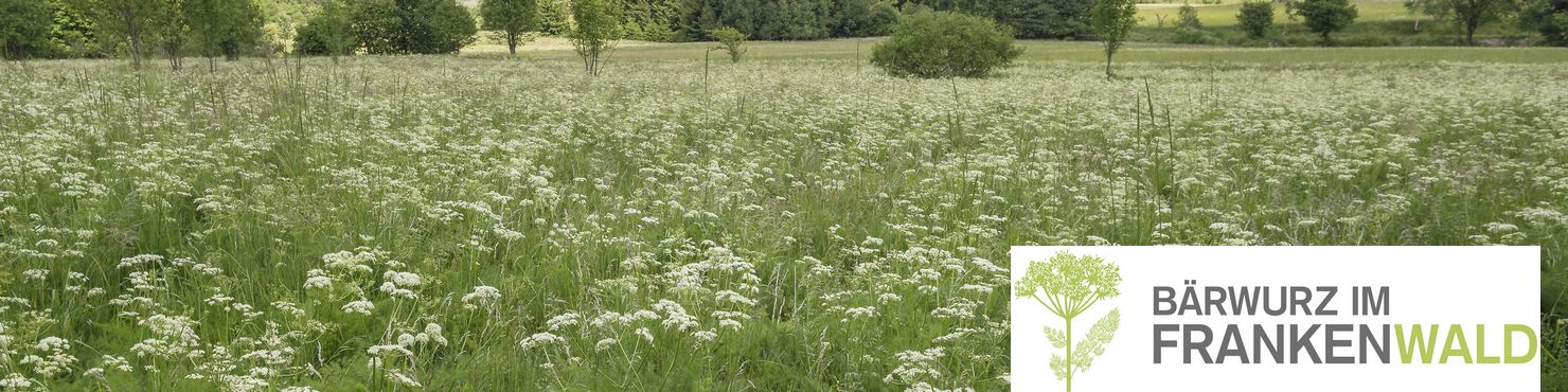 Blühende Bärwurzwiesen in der Teuschnitzaue, Foto: Thomas Rebhan