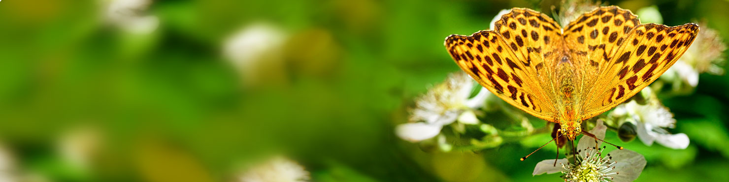 Schmetterling