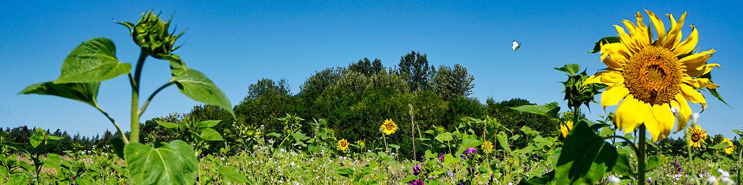 Blühfläche für Rebhhühner und Insekten