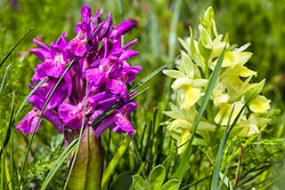 Arten- und Naturschutz