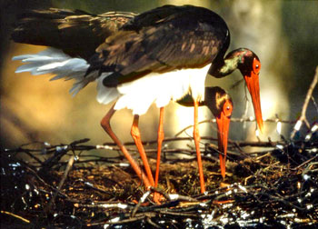 Der Schwarzstorch (Ciconia nigra) - zum großen Bild - hier klicken