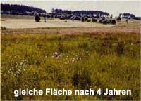 Bild: Ehemalige Brache in der Teuschnitzaue